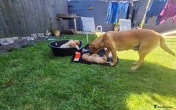 Labrador Retriever dogs for sale: KC Reg Fox Red Labrador Male. Fully vaccinated. in Mold - Image 12