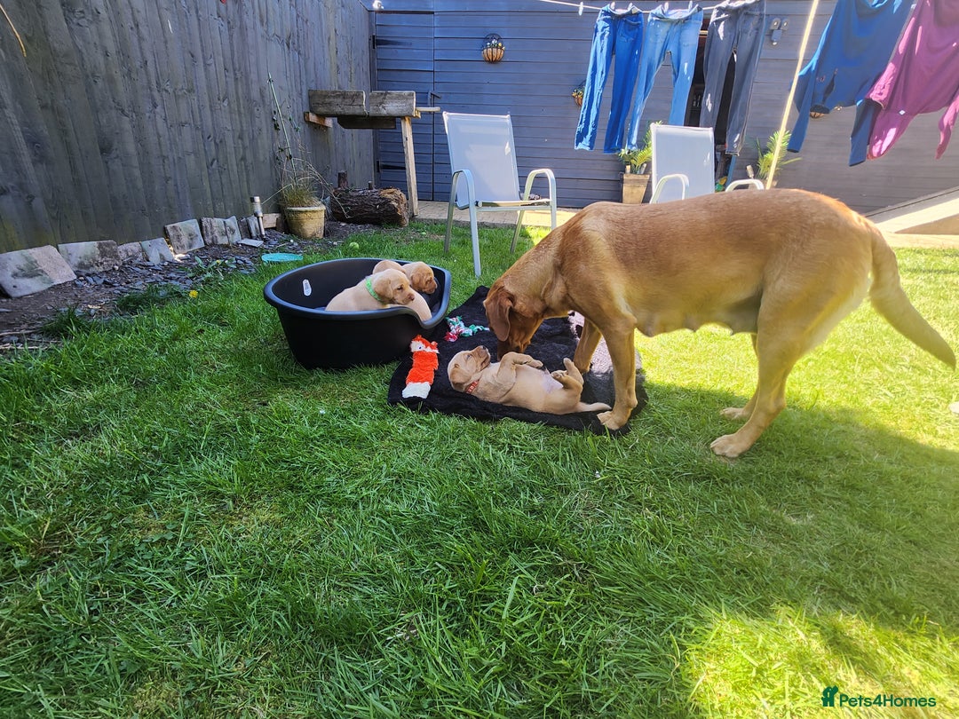 Labrador Retriever dogs for sale: KC Reg Fox Red Labrador Male. Fully vaccinated. in Mold - Image 12