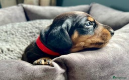 Miniature Dachshund dogs for sale: Miniature dachshund mix priced  - Image 6