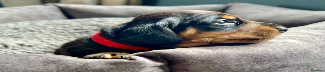 Miniature Dachshund Puppy 1