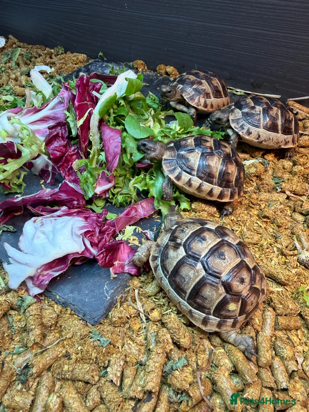 Tortoise reptiles for sale: Tortoise - Advert 3
