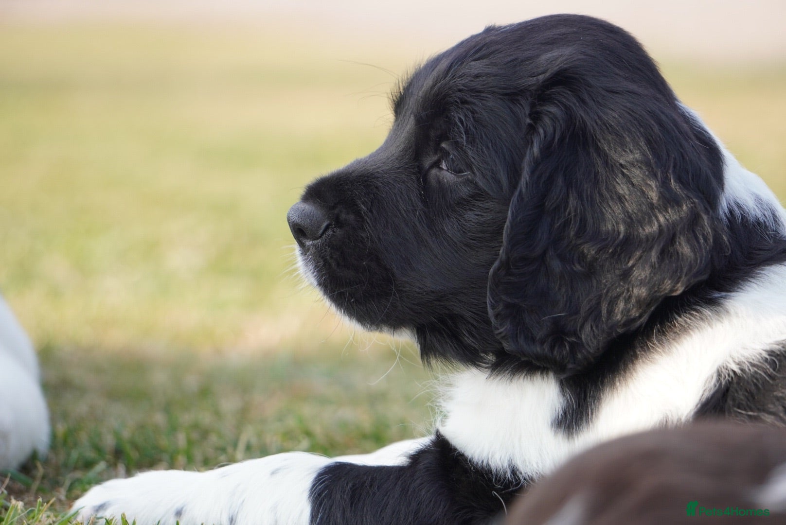 English Springer Spaniel dogs Beautiful Springer Spaniel Puppies For Sale  - Advert 6