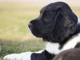 English Springer Spaniel dogs Beautiful Springer Spaniel Puppies For Sale - Advert 6
