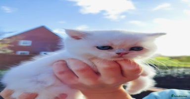 British Shorthair cats British shorthair kittens  - Advert 4