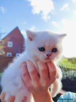 British Shorthair cats British shorthair kittens - Advert 3