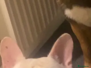 French Bulldog dogs Albert the Frenchie - Advert 1