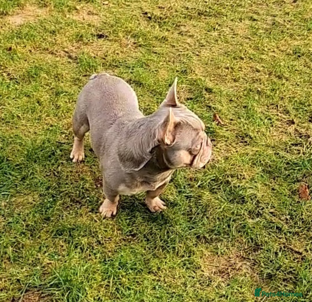 French Bulldog dogs for stud: NEW SHADE/ISABELLA AND TAN, PINK, FLUFFY  in Dunoon - Image 4