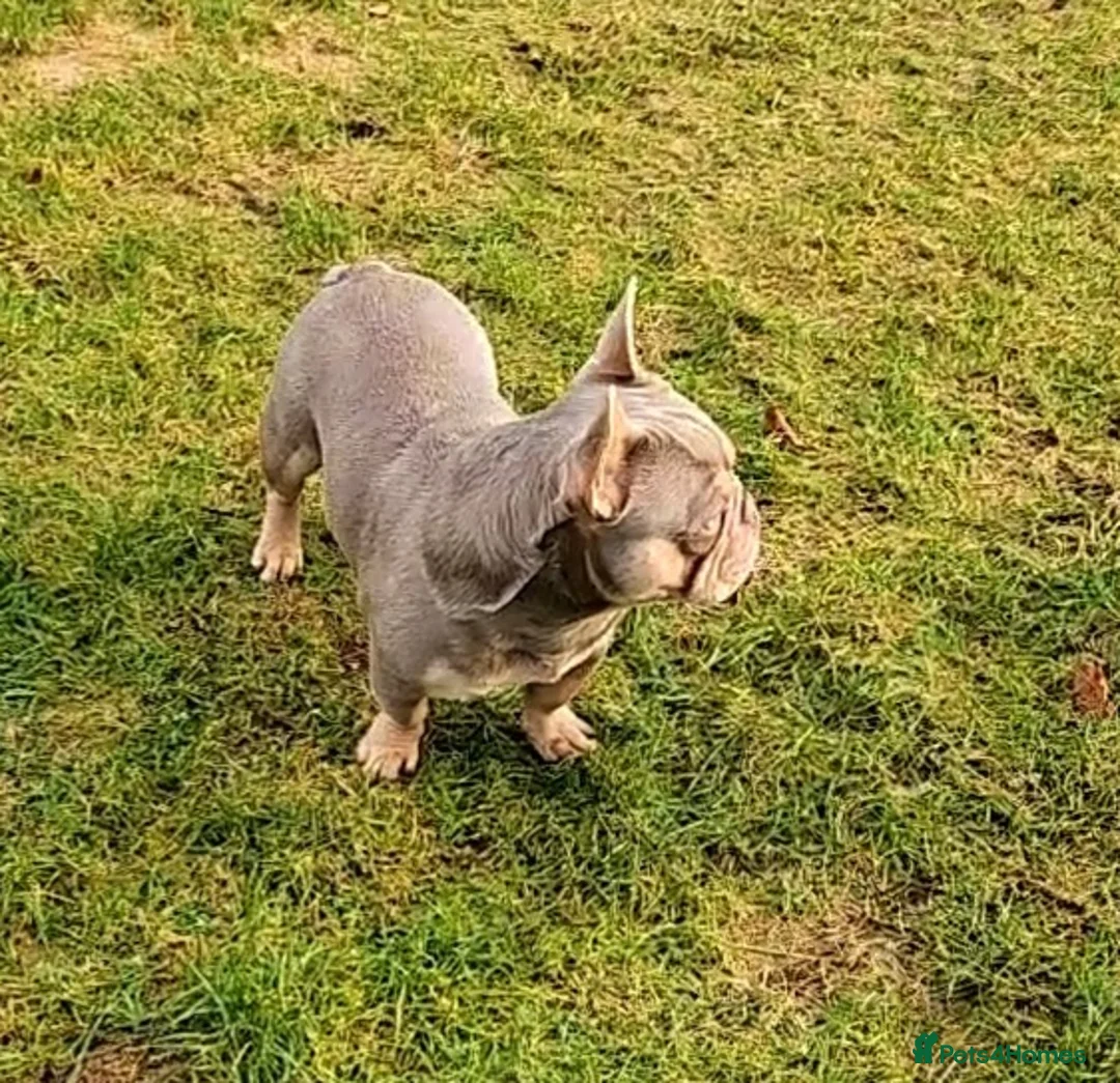French Bulldog dogs for stud: NEW SHADE/ISABELLA AND TAN, PINK, FLUFFY  - Advert 1