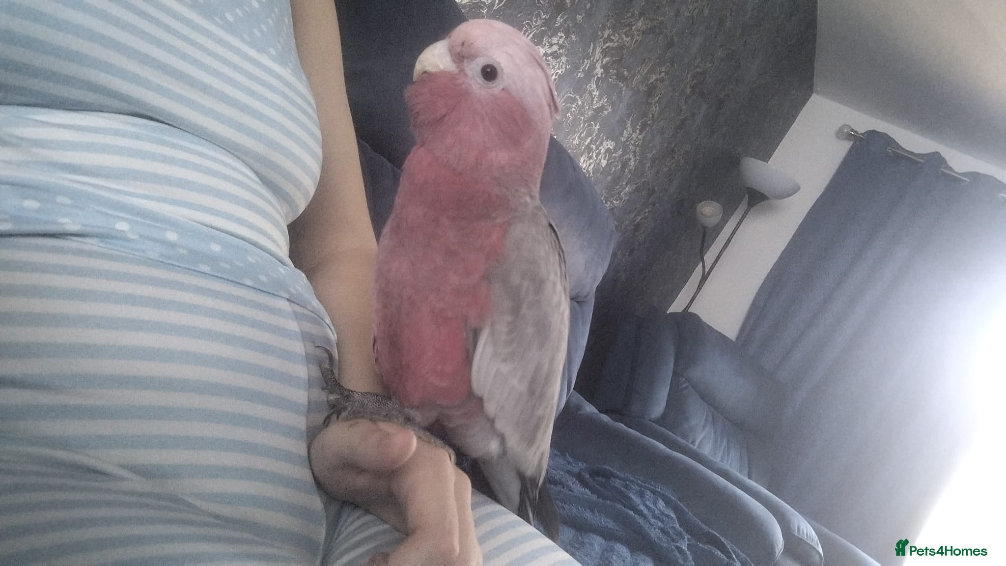 Cockatoo birds Baby galah cockatoo - Advert 13