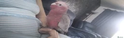 Cockatoo birds for sale: Baby galah cockatoo in Plymouth - Advert 1