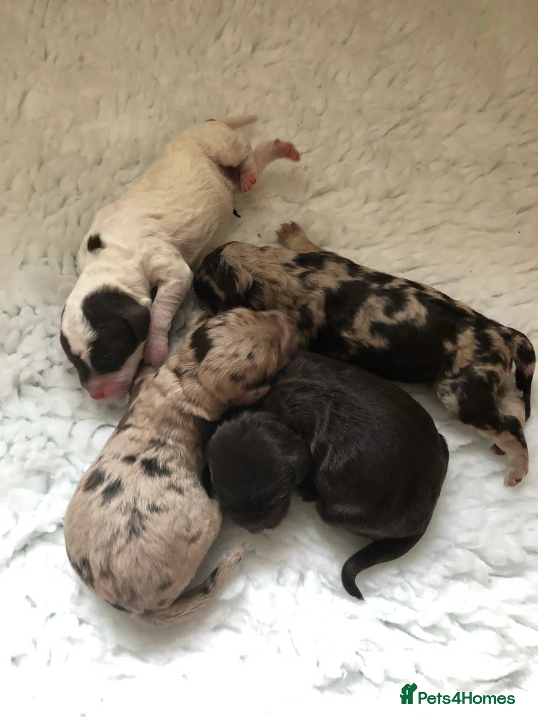 Cockapoo dogs for stud: PROVEN DNA tested Cockapoo Stud-Chocolate Merle in Stafford - Advert 28