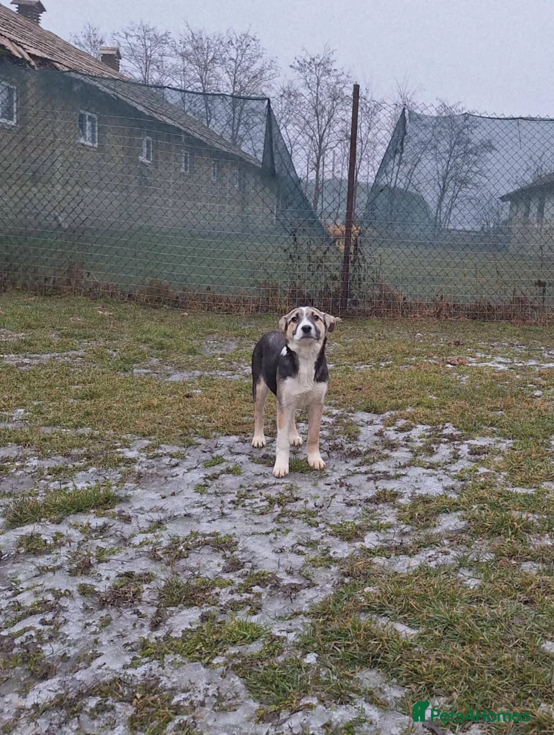 Mixed Breed dogs for adoption: Gouda for adoption - Advert 6