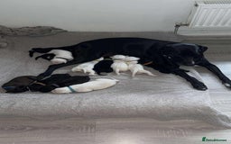 Mixed Breed dogs for sale: Dalmatian/Labrador cross staffy  - Image 2