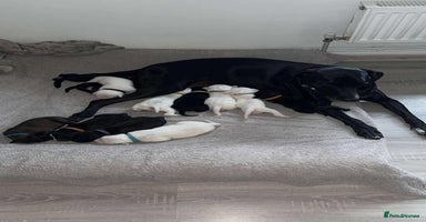 Mixed Breed dogs - Advert 14