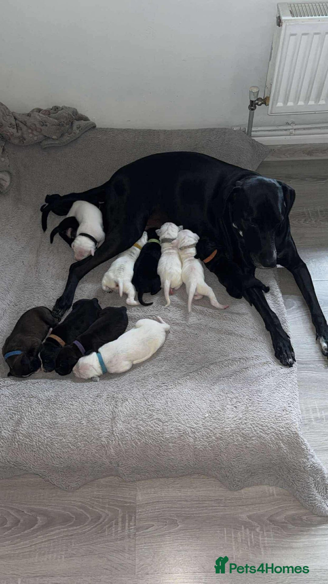 Mixed Breed dogs for sale: Dalmatian/Labrador cross staffy  - Image 2