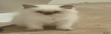Ragdoll 3