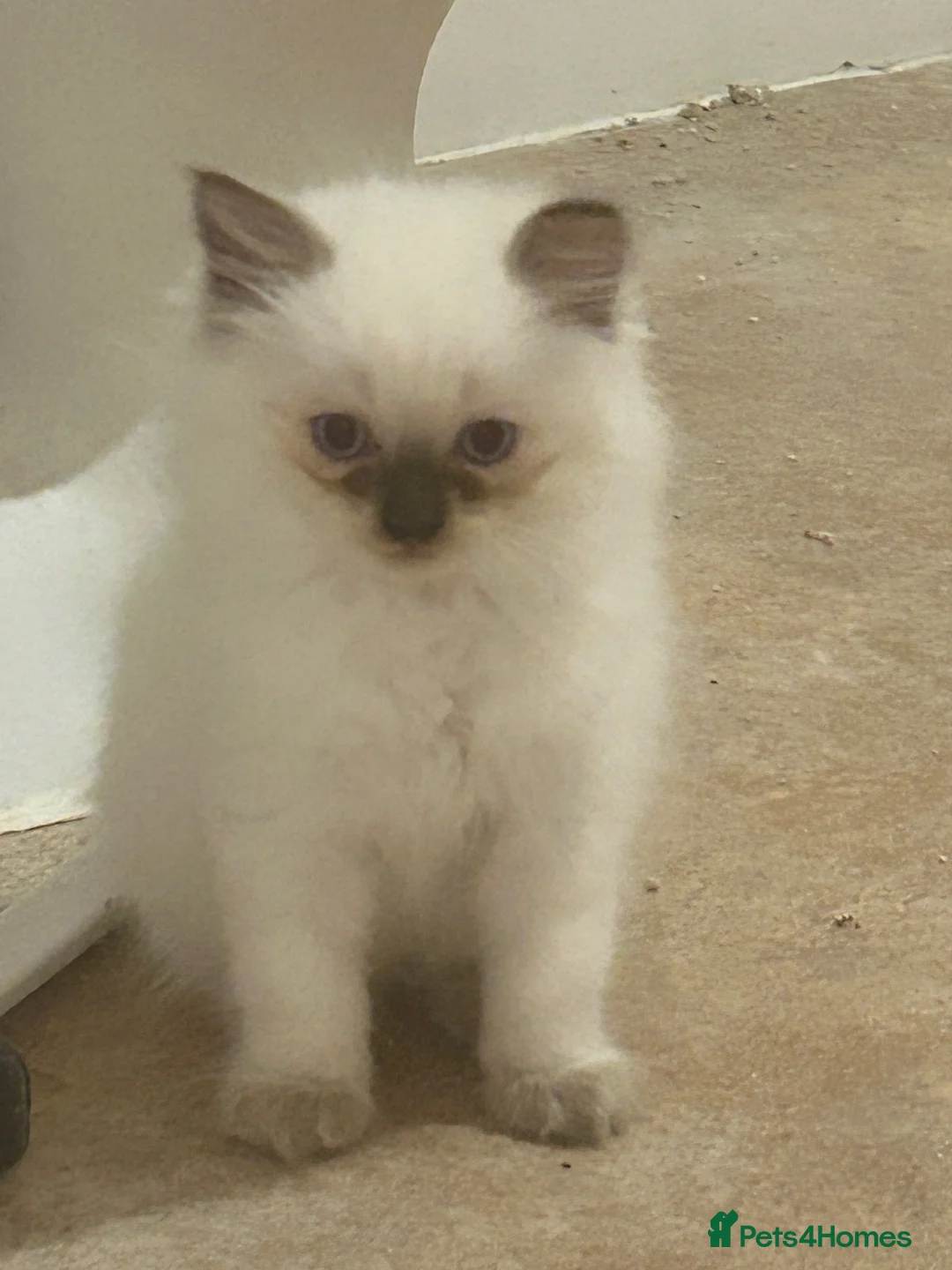 Ragdoll cats for sale: 3 Purebred Males - Advert 2