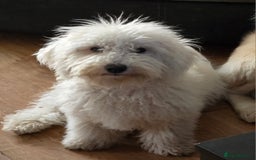 Bichon Frise dogs for sale: Bichon Frise - Image 1