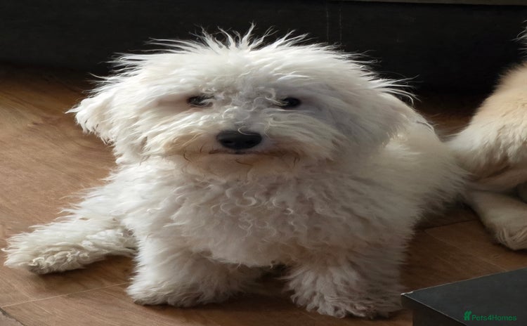 Bichon Frise dogs - Advert 1