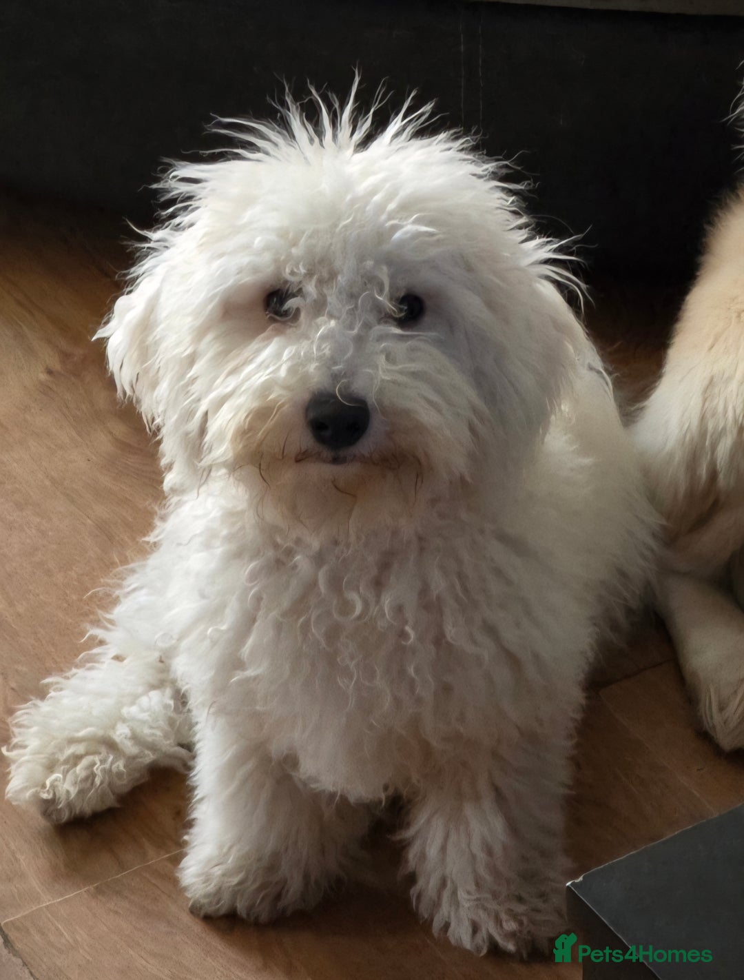Bichon Frise dogs for sale: Bichon Frise - Image 1