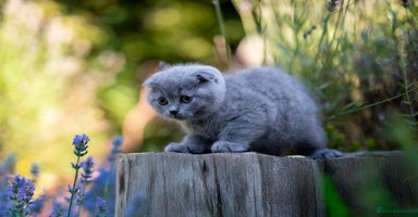 Scottish Fold cats - Advert 1
