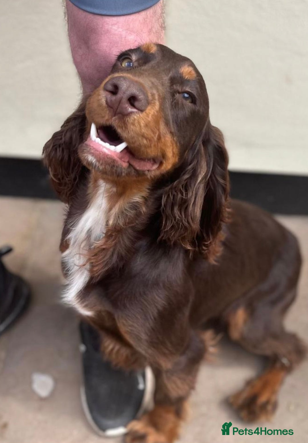 Cocker Spaniel dogs for sale: 6 beautiful cocker spaniel puppies - Image 8