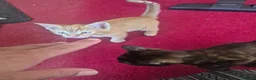 Mixed Breed cats for sale: Cute kitten - Advert 6