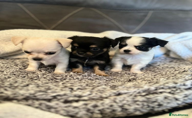 Chihuahua dogs - Advert 4