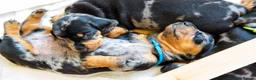 Dachshund dogs for stud: Kc registered standard smooth  in Newton Abbot - Advert 18