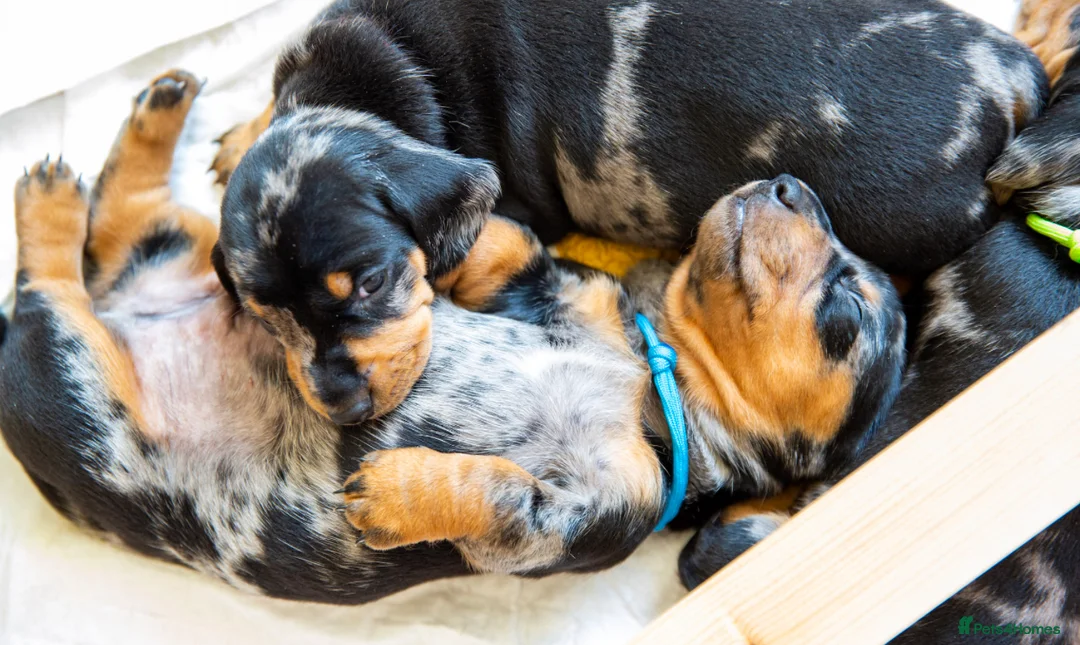 Dachshund dogs for stud: Kc registered standard smooth  in Newton Abbot - Advert 18