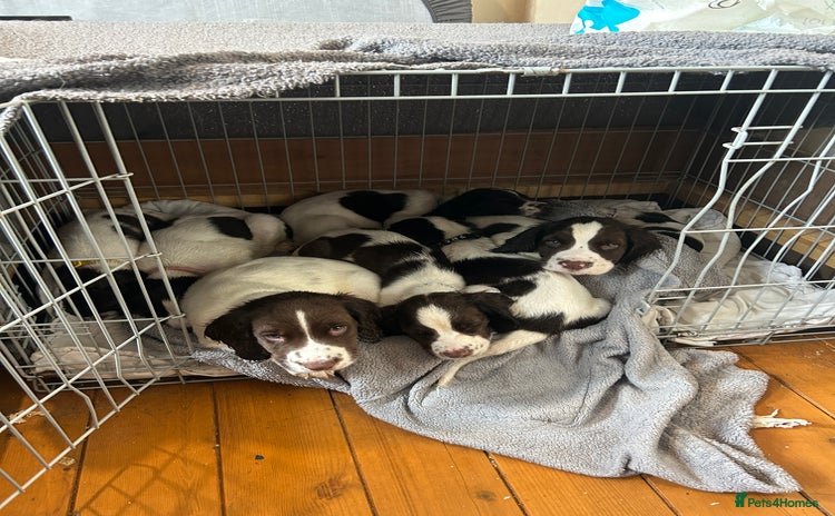 English Springer Spaniel dogs Springer spaniel pups READY NEXT WEEK - Advert 11