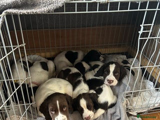 English Springer Spaniel dogs Springer spaniel pups READY NOW - Advert 16