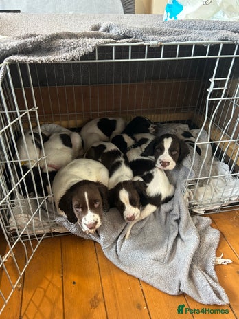 English Springer Spaniel dogs Springer spaniel pups READY NEXT WEEK - Advert 11