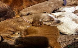 Cocker Spaniel dogs for sale: COME AND MEET US NOW Outstanding  show type - Image 19