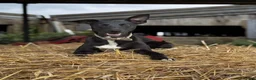 Whippet dogs for stud: Jett Black - Advert 2