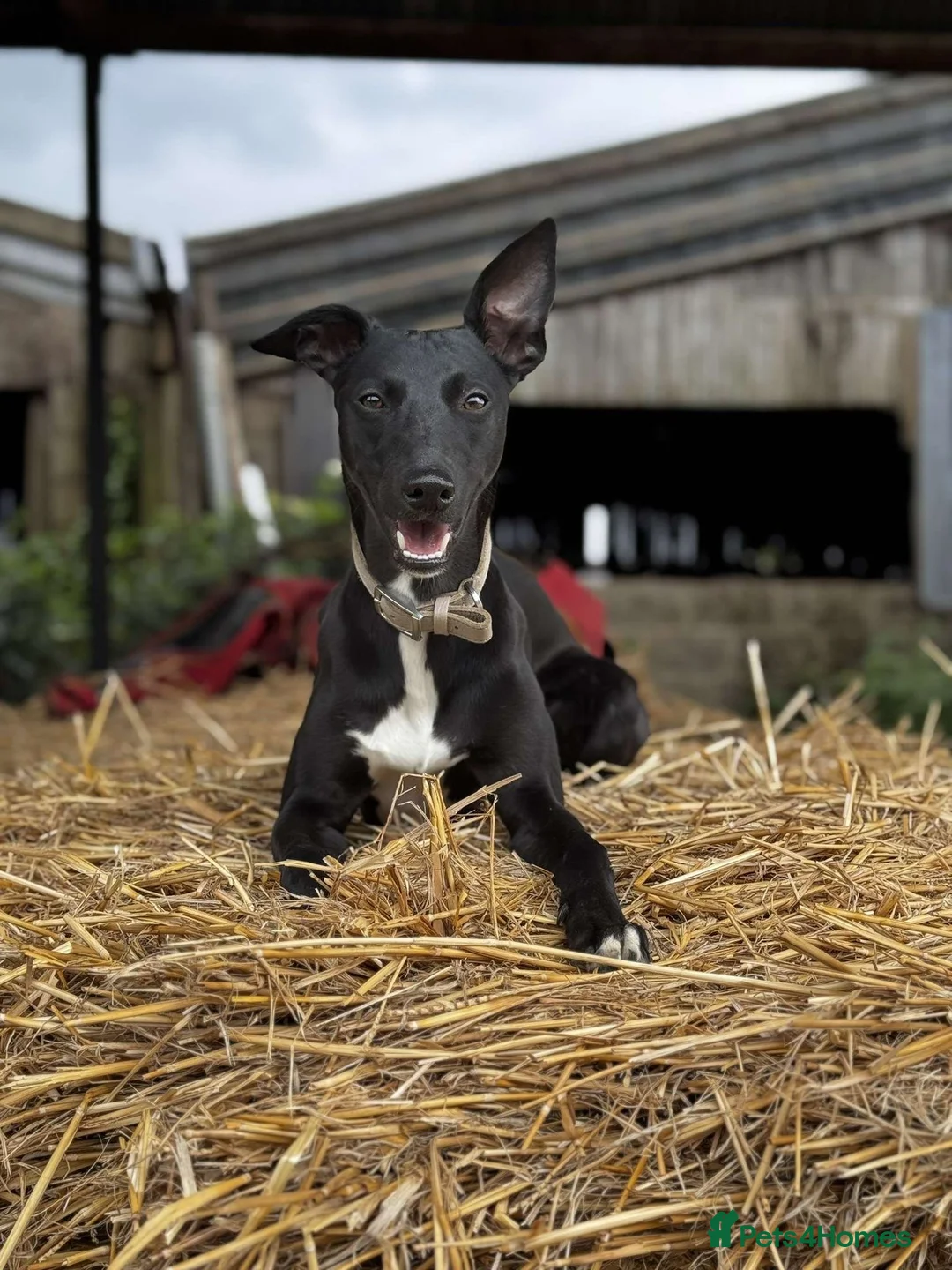 Whippet dogs for stud: Jett Black - Advert 2