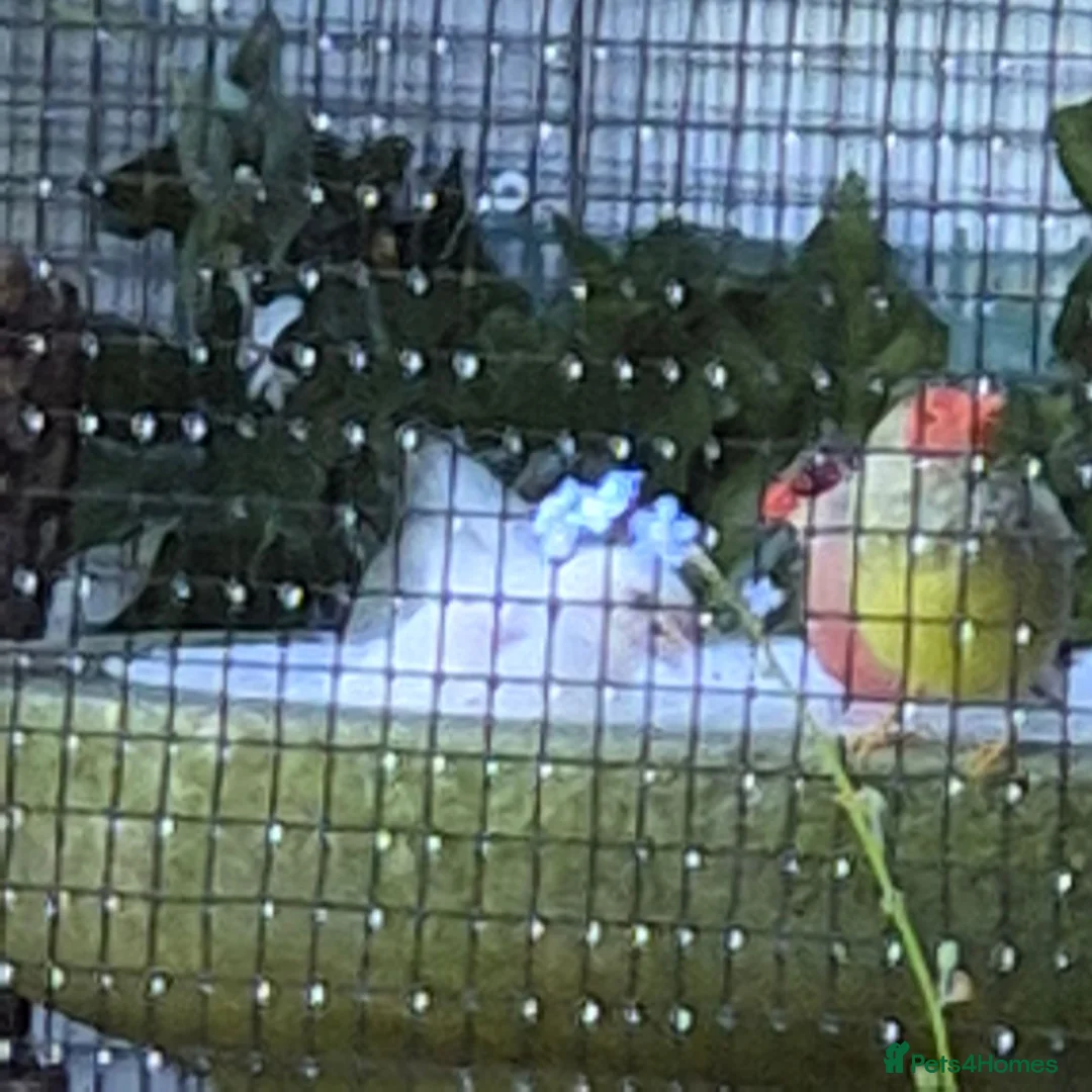 Finches birds for sale: Male star finch - Advert 2