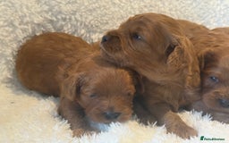 Cavapoo dogs for sale: F1 stunning red Cavapoo Girls  - Image 4
