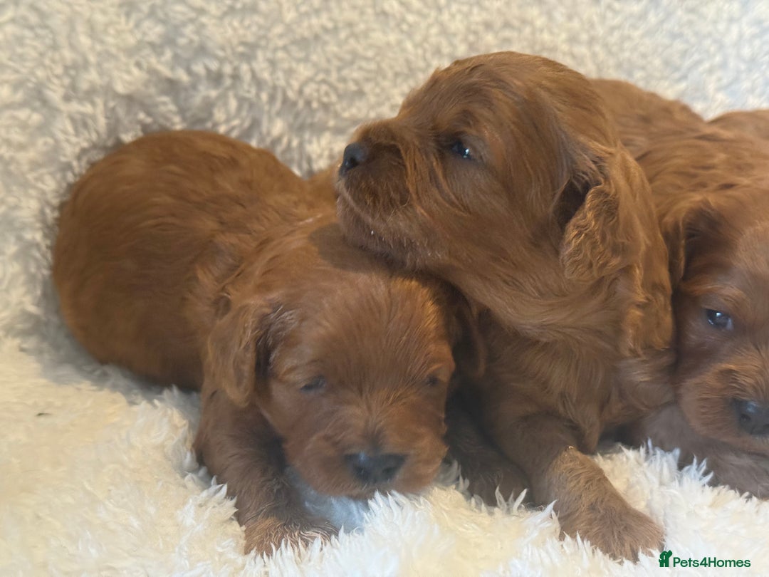 Cavapoo dogs for sale: F1 stunning red Cavapoo Girls  - Image 4