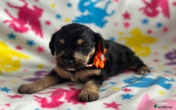 Jackapoo dogs for sale: Jackapoos  - Image 9