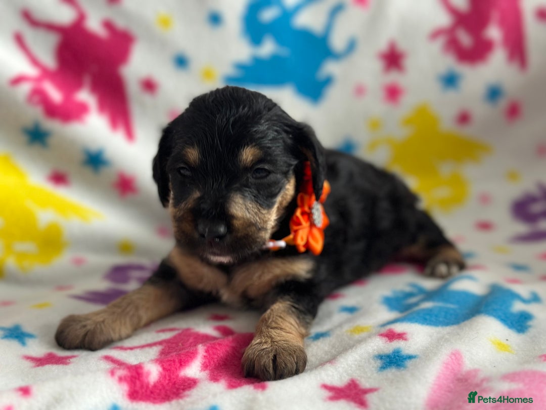 Jackapoo dogs for sale: Jackapoos  - Image 9