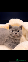 British Shorthair cats 🌈 GCCF fawn/blue 🏆Champion🏆 BSH teddy bears 🌈 - Advert 2