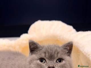 British Shorthair cats 🌈 GCCF fawn/blue 🏆Champion🏆 BSH teddy bears 🌈 - Advert 5