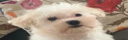 Maltese dogs for sale: Beautiful white boy - Advert 5