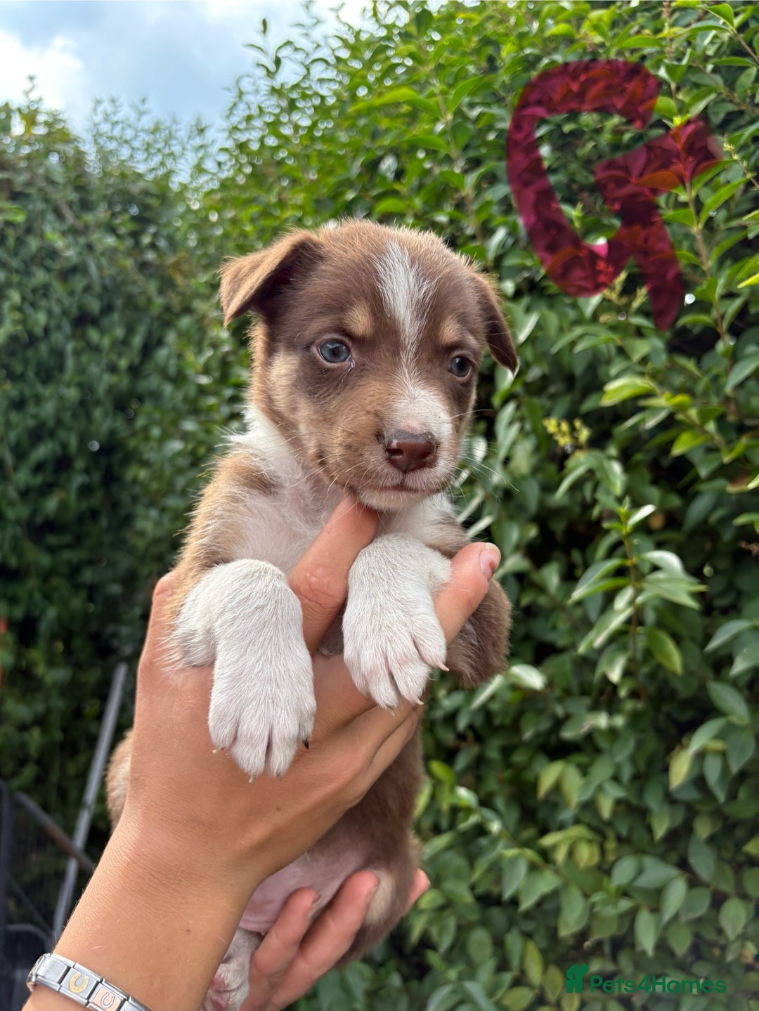 Border Collie dogs for sale: Border collie puppies ** Ready to Leave ** - Image 8