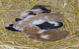 Domestic Shorthair cats for sale: Friendly Farm Bred Kittens,Ready To Leave Now 🐾 - Image 7