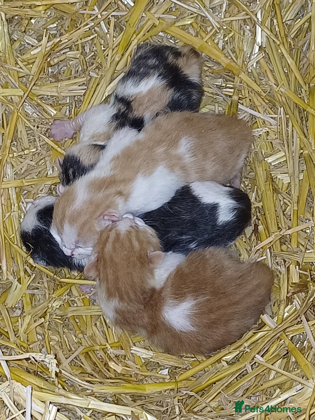 Domestic Shorthair cats for sale: Friendly Farm Bred Kittens,Ready To Leave Now 🐾 - Image 7