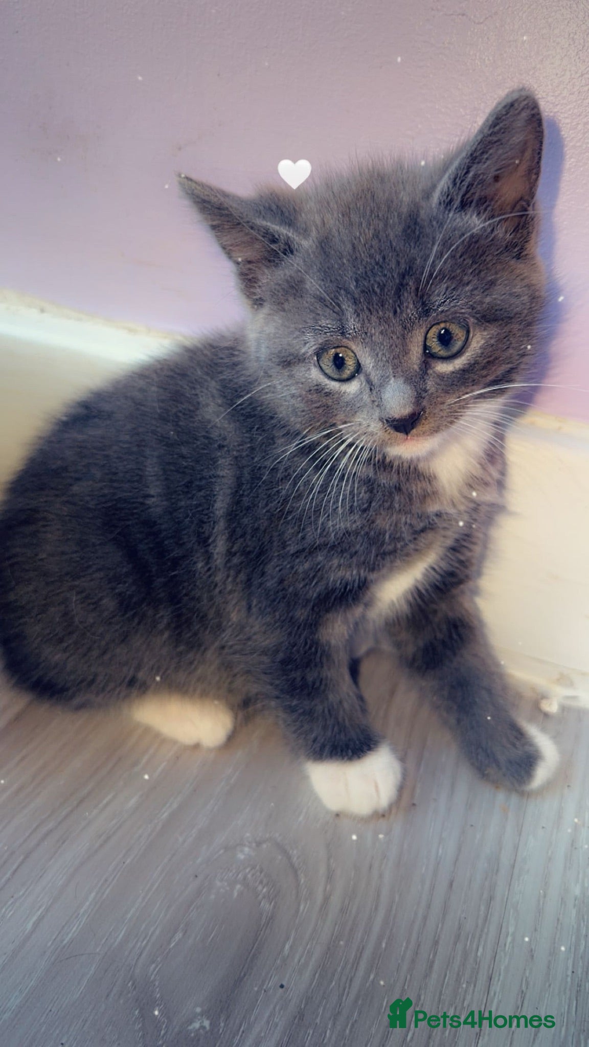 Mixed Breed cats Beautiful half Maine coon grey / black and white  - Advert 16