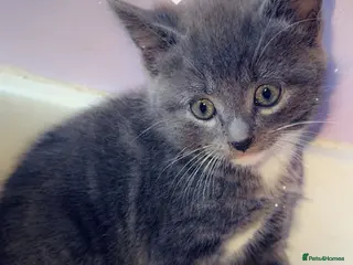 Mixed Breed cats Beautiful half Maine coon grey / black and white - Advert 16