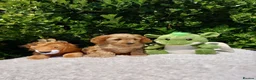 Cavapoo dogs for sale: Exceptional F1 Cavapoo Teddy Bears all males - Advert 7